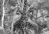 Giraffs align with tree braches