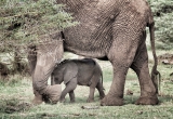 Baby elephabt under mother belly