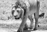 Lion in Ngorongoro Park