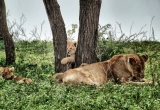 The lion cub