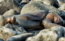 Baby sea lion sucking in the rocks
