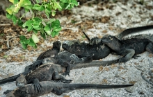 A pack of Land Iguanas 