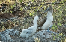 A baby blue footed booby with mommy
