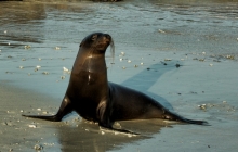 Sea lion's reflection and shadows
