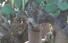 A sea lion leaning on cactus at Floreana Island