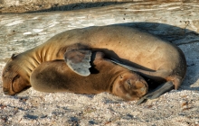 A loving sea lion mom