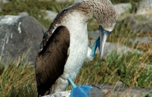 A blue footed booby scratching its head
