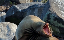 Flexible sea lion