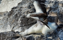 Flight of a young blue footed booby