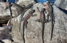 Xmas iguanas on a rock