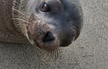 A young sea lion on the beach