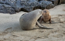 Kissing sea lions at Cerro Brujo
