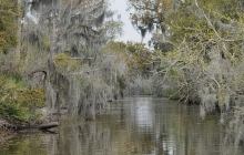 Typical Landscape in The Bayou