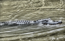 Gator in the Bayou