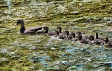 Mother duck