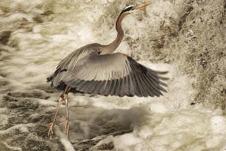 19 Great Blue Heron over troubled water