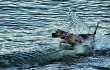 A dog in Vancouver Bay