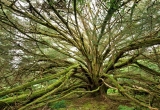 An old tree at Clan Donald Garden, Isle of Skye