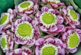 31 Magic flowers, flower market, Thailand_DSC3025