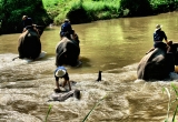 73 Elephants bathing in the river DSC4133