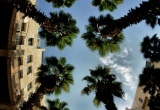 15 Palms trees in Jaffa_DSC7335