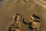 27 Sand imprints in Caesarea beach_DSC7527