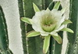 80 Cactus flower_DSC9213